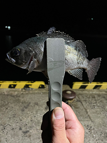 クロメバルの釣果