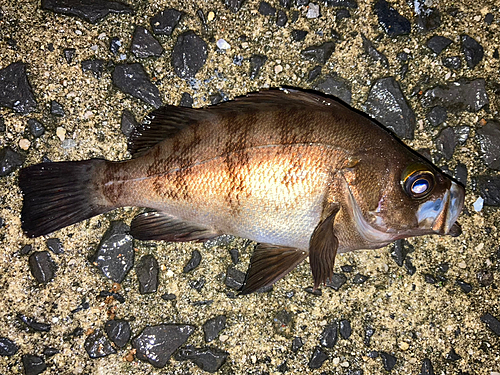 メバルの釣果