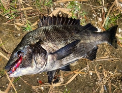 チヌの釣果