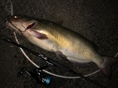 アメリカナマズの釣果