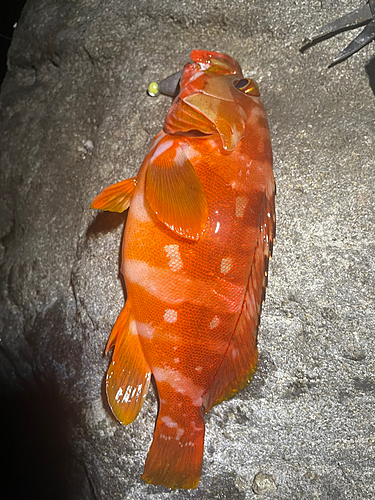 アカハタの釣果