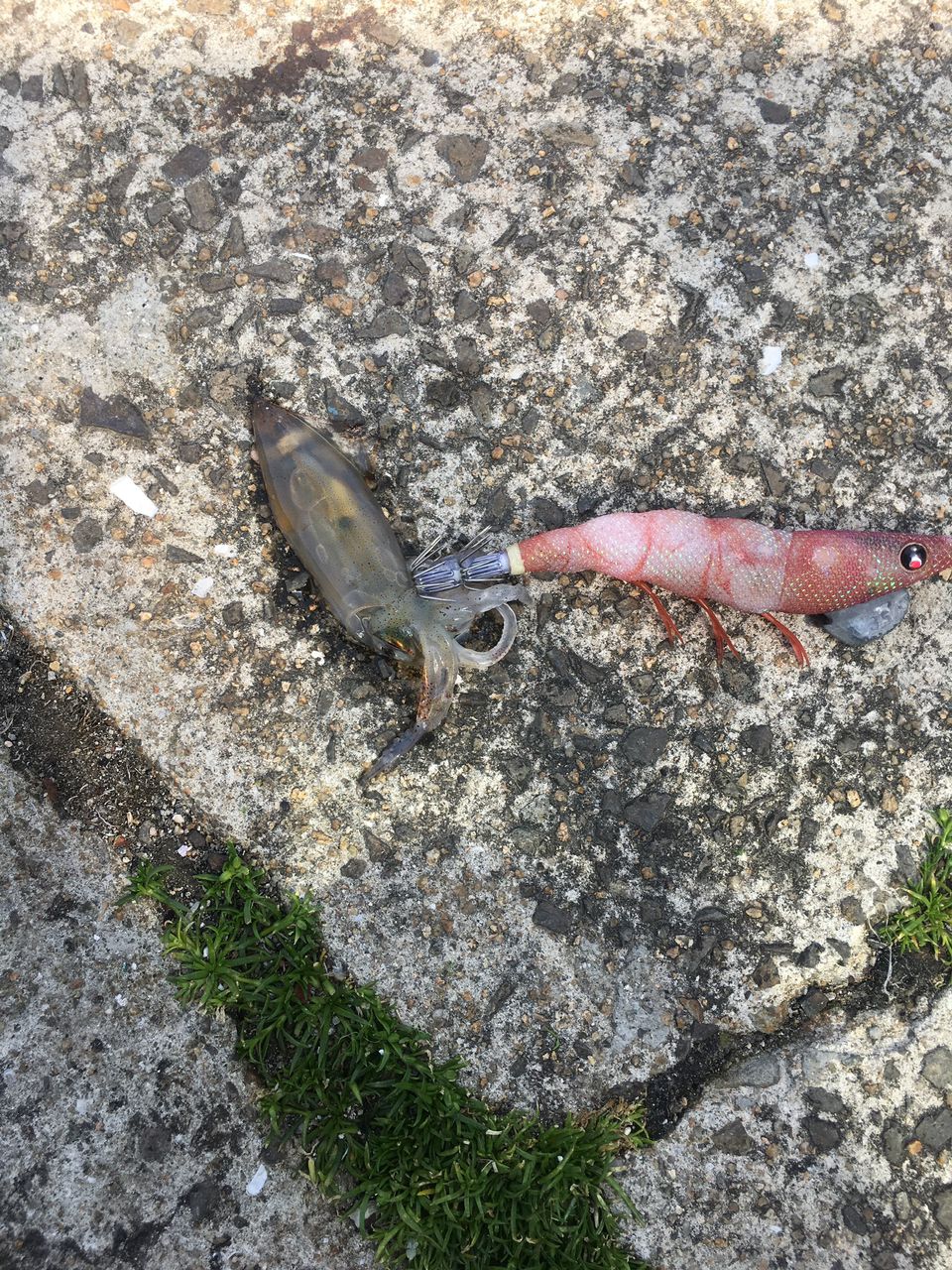 キンメバル