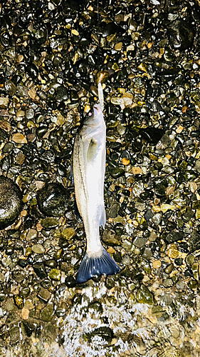 スズキの釣果