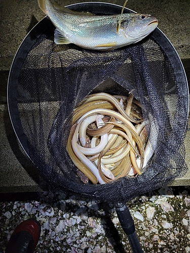 アナゴの釣果