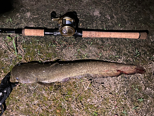 ナマズの釣果