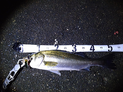 フッコ（マルスズキ）の釣果