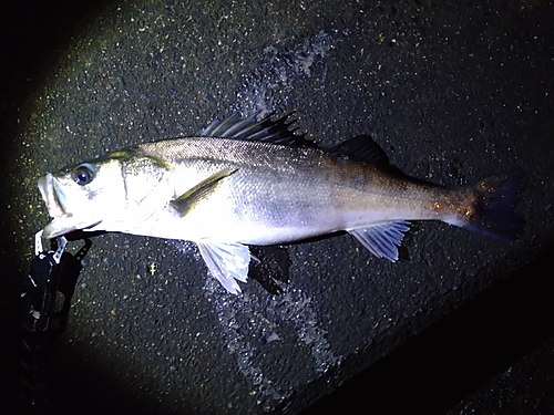 フッコ（マルスズキ）の釣果