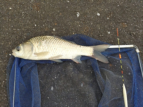 フナの釣果