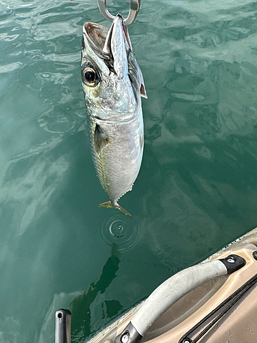 サバの釣果