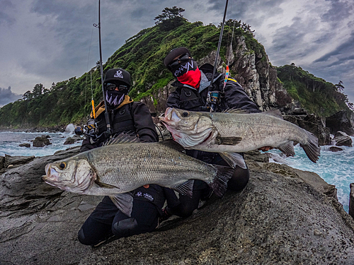 ヒラスズキの釣果