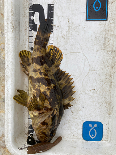 タケノコメバルの釣果