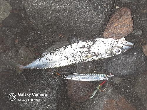 サバの釣果