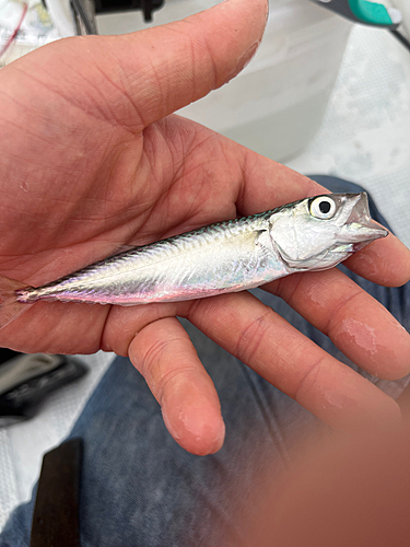 サバの釣果