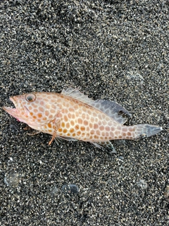 オオモンハタの釣果