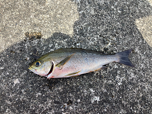 イサキの釣果