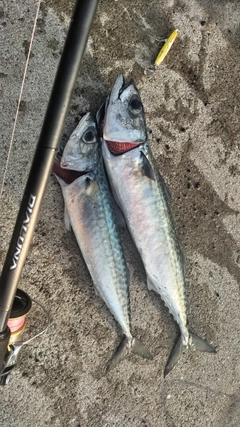 サバの釣果