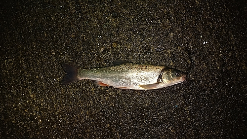 ウグイの釣果