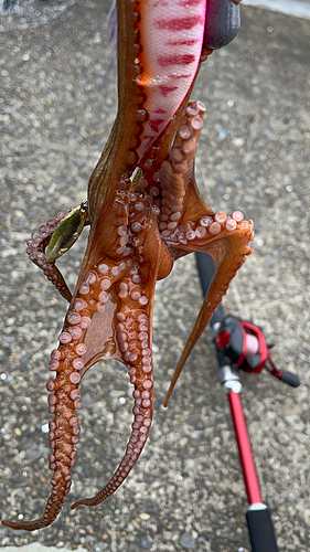 タコの釣果