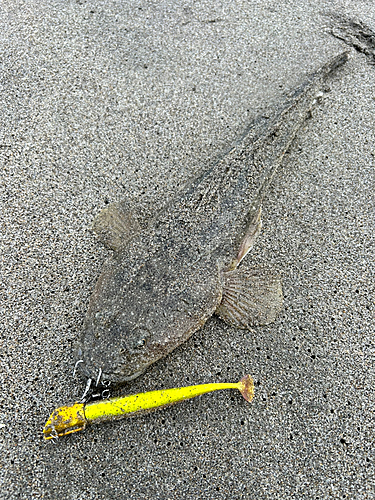 マゴチの釣果