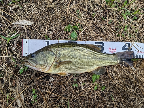 ブラックバスの釣果