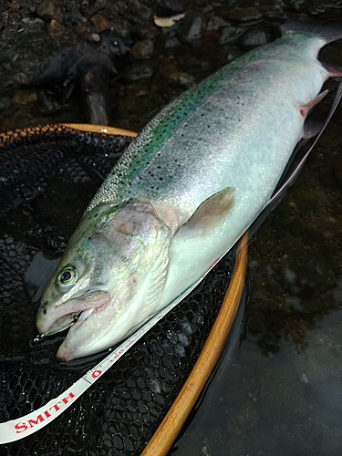 ニジマスの釣果