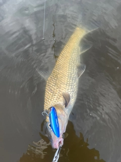 ニゴイの釣果