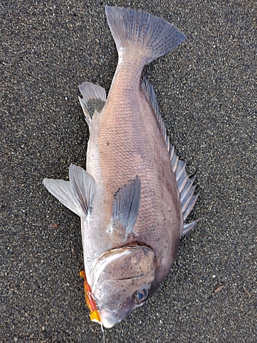 コショウダイの釣果