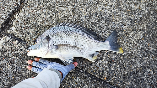 キビレの釣果