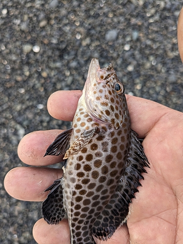 オオモンハタの釣果