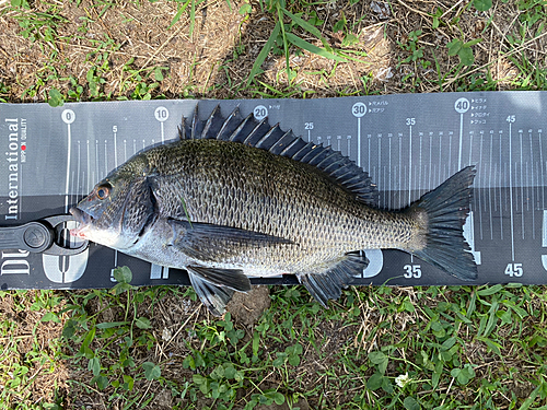 チヌの釣果