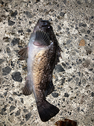 ソイの釣果