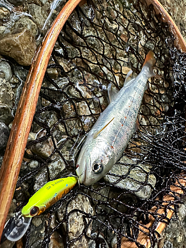 アマゴの釣果