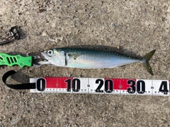 サバの釣果