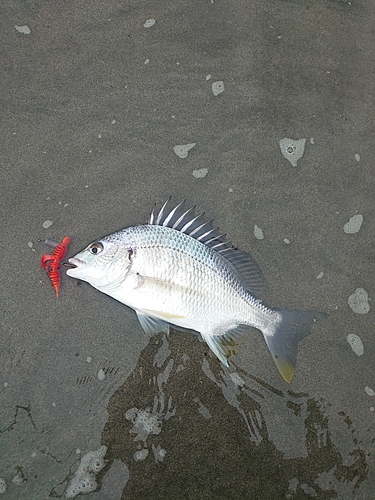 キビレの釣果