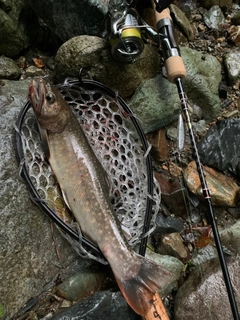 イワナの釣果