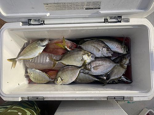 カイワリの釣果