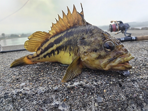 エゾメバルの釣果