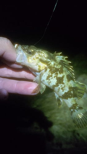 タケノコメバルの釣果