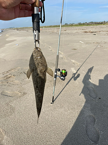 コチの釣果