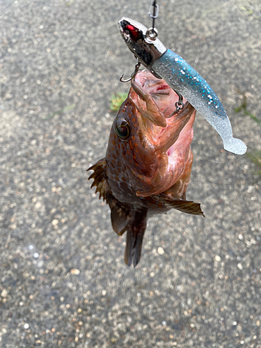 キジハタの釣果