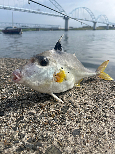 ギマの釣果