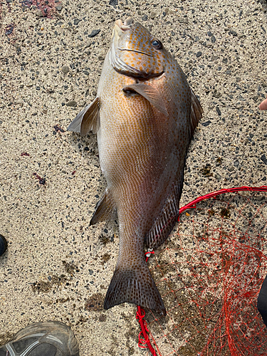 コロダイの釣果