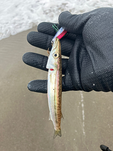 カマスの釣果