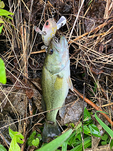 ラージマウスバスの釣果