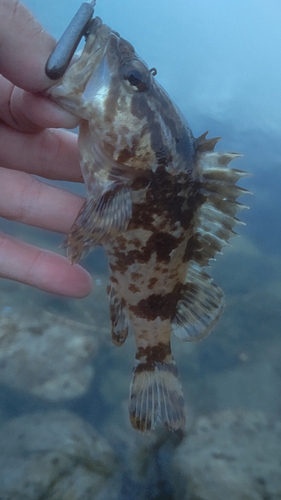 タケノコメバルの釣果