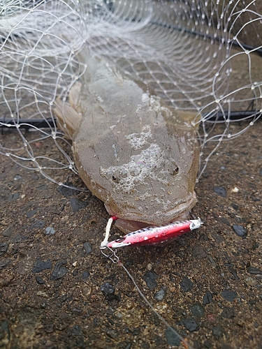 マゴチの釣果