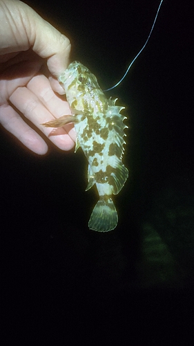 タケノコメバルの釣果