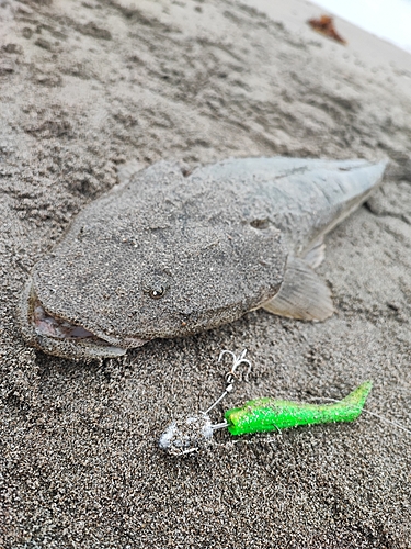 マゴチの釣果