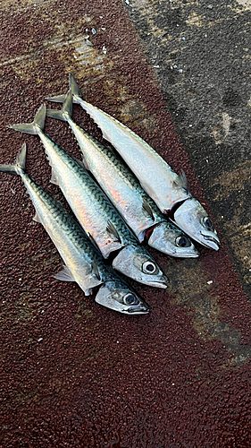 サバの釣果