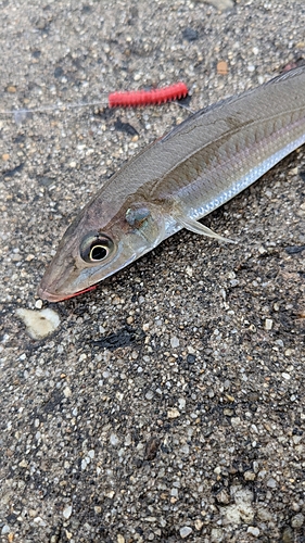 キスの釣果